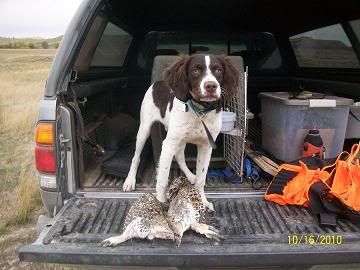 Flying B Kennels - Texas American Brittany Breeders - Gun Dog Breeders